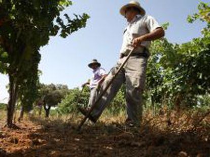 Labores agr&iacute;colas en un vi&ntilde;edo de Extremadura.