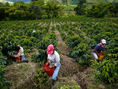 Personas cosechan café en una plantación en el municipio de Gigante (Colombia).