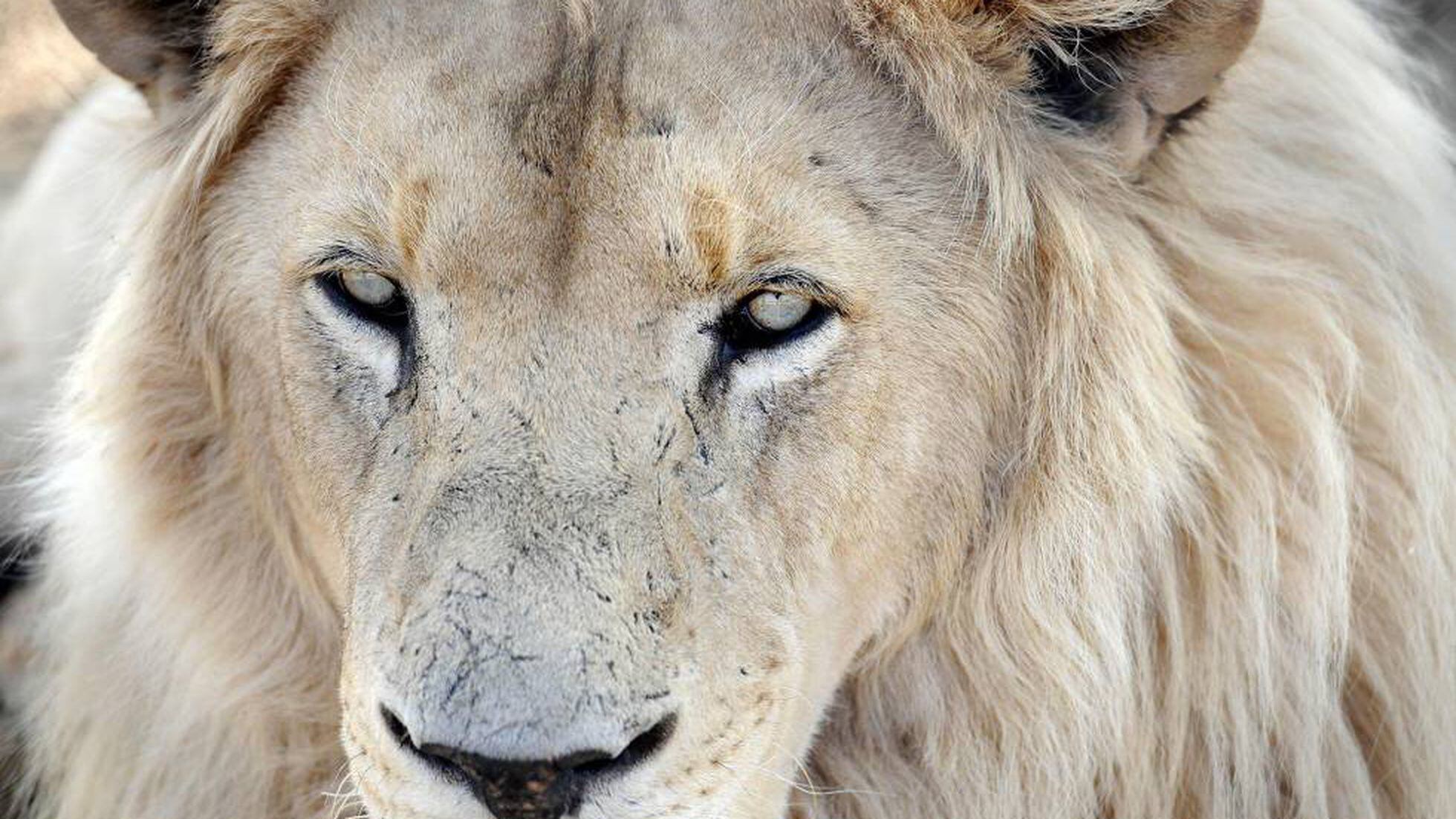 Un león ayuda a otro a escapar del ataque de 20 hienas | Mundo animal | EL  PAÍS
