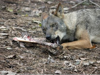 Gracias a técnicas de inteligencia artificial, los investigadores del proyecto identifican que los humanos accedían primero a la carne de sus presas, mientras que los lobos consumían los restos después.