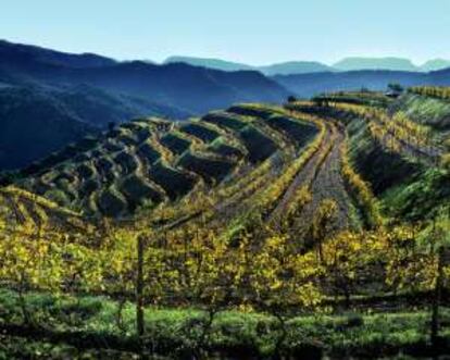 Paisaje de viñedos en la comarca del Priorat, en Tarragona.