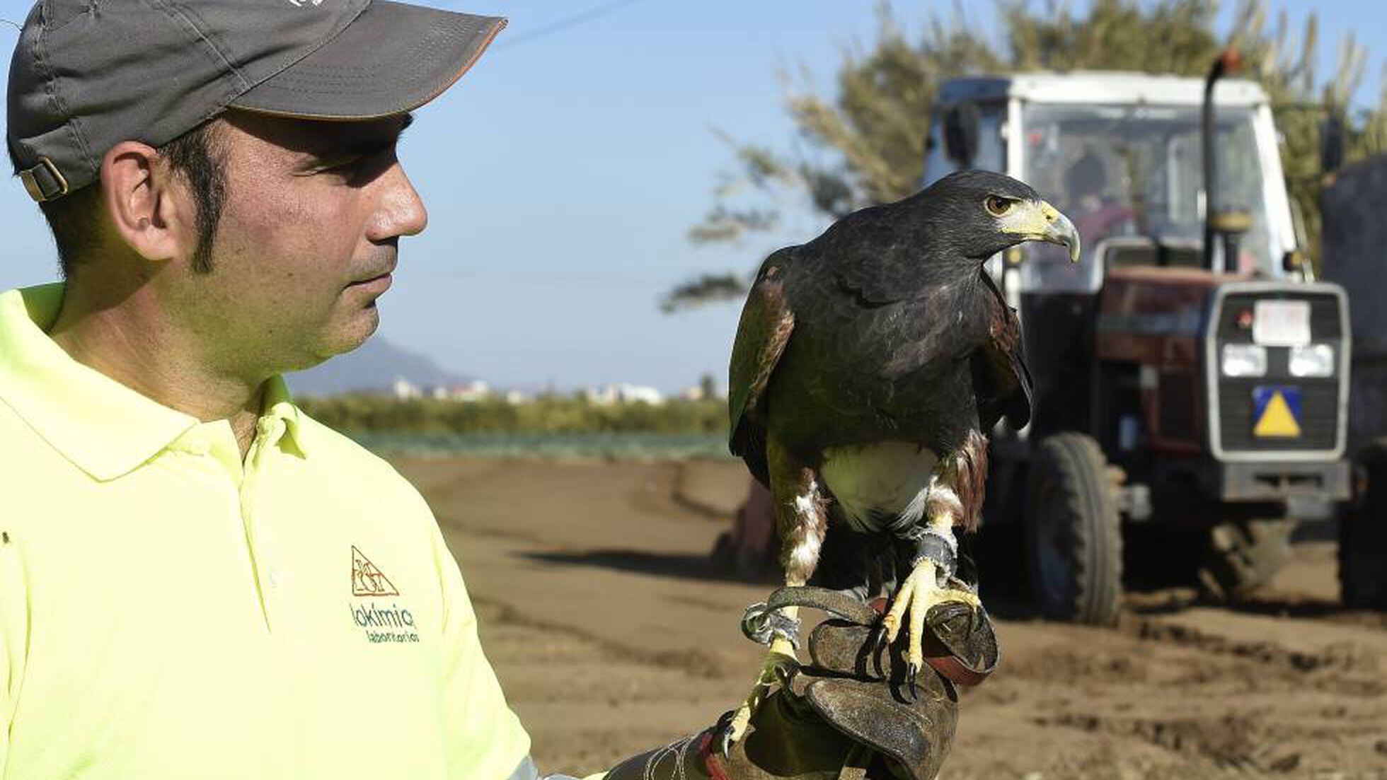 Águilas para proteger la huerta de aves saqueadoras | Diario De España | EL  PAÍS