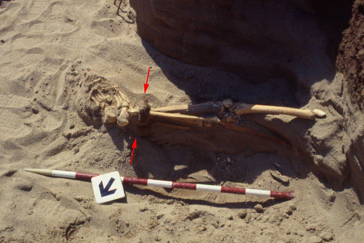 Restos del esqueleto número 15 procedente de la plaça Comercial de Barcelona, tal y como se localizaron en 1991.