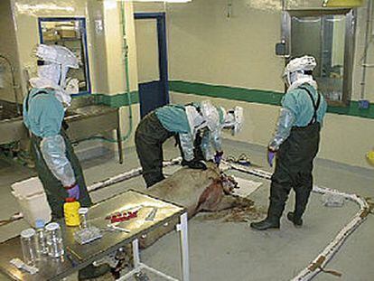 Experimentos de priones con cerdos en los laboratorios del Centro de Investigación en Sanidad Animal, en Valdeolmos (Madrid).