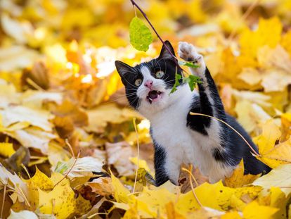 Un gato juega con la rama de un árbol entre las hojas caídas en Sieversdorf Alemania).