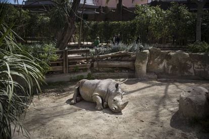 Un exemplar de rinoceront a les instal·lacions del Zoo de Barcelona.