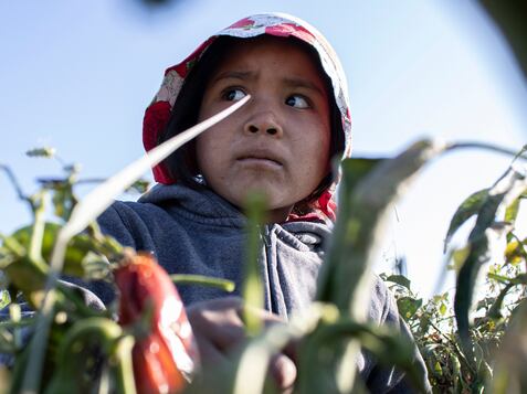 Marisa, de unos seis o siete años, no sabe cuál es su edad. Su madre, Josefina, asegura que trae a la pequeña al campo por los riesgos que correría si la deja sola en el rancho del patrón, donde viven. Marisa recoge chiles como cualquier adulto.