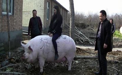 Un visitante a lomos de un cerdo de 750 kilos en la provincia china de Henan.
