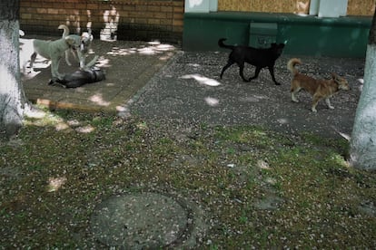 Varios perros en las calles de Jersón.
