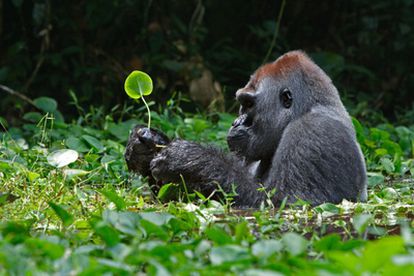 Un gorila en un claro de la arboleda
