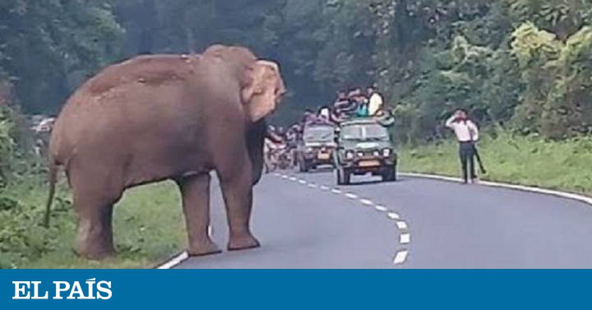 Un elefante mata a un hombre que se acercó al animal para hacerse un selfi  | Vídeos | EL PAÍS