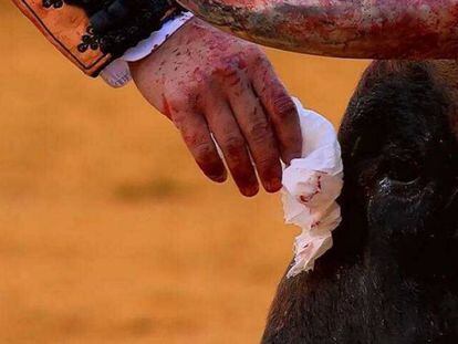 Captura de pantalla de Canal Toros en la que Morante de la Puebla toca con su pañuelo la testuz del toro el 10 de mayo en la Maestranza.