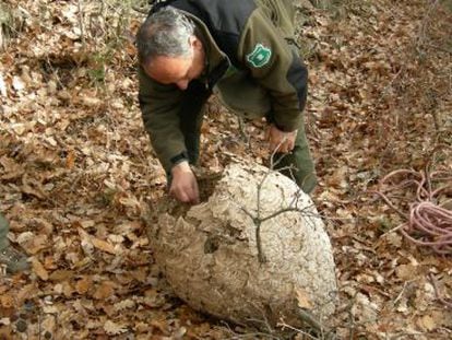 Agentes Rurales inspeccionan el segundo nido de 'vespa velutina' encontrado en Cataluña.