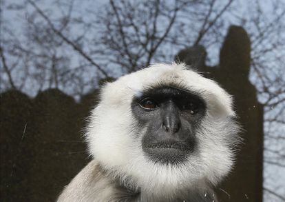 Un primate Hanuman en el zoológico de Londres.