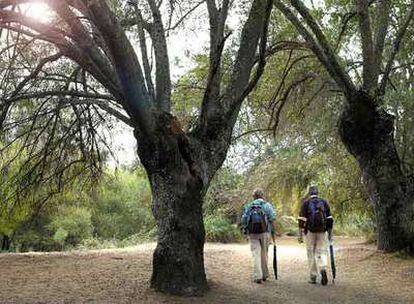 Dos paseantes caminan entre los fresnos de la ribera del río Manzanares en El Pardo.