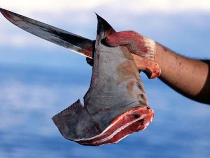 No al secadero de aletas de tiburón en Canarias