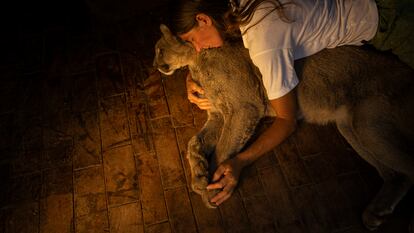 Kai Pacha junto a Estanislao Monte, un puma ciego al que ella le salvó la vida. De pequeño, una máquina cosechadora le pasó por arriba causándole un daño irreversible.