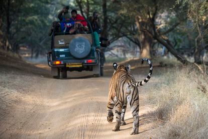 Un tigre de Bengala se acerca a un Jepp de turistas en el parque nacional Ranthambhore (India).