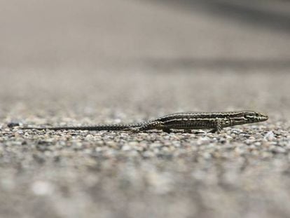 Una lagartija cola de látigo.