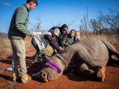 Una hembra de rinoceronte negro llamada &#34;Paco&#34; es recolocada a una posición que permita ser operada para extirparle el cuerno después de recibir un dardo narcotizante durante el descornado de todos los rinocerontes negros de una reserva privada de caza ubicada cerca del Parque Nacional Kruger en Phalabora (Sudáfrica) en esta foto fechada el 8 de septiembre y facilitada este lunes, 21 de septiembre. El descornado es una medida adoptada para evitar la caza furtiva de rinocerontes. 