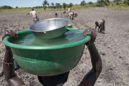 Un grupo de mujeres, con la ayuda financiera de una ONG local, cuida un pedazo de tierra. Plantan tomates y verduras, pero tienen que transportar el agua y regar el campo manualmente. Un trabajo pesado que hacen todos los días, debido a la ausencia de lluvias. Se prevé que en 2050, al menos una de cada cuatro personas vivirá en países afectados por la escasez crónica y reiterada de agua dulce. 