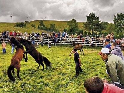 Rapa das bestas de Candaoso, celebrada el primer domingo de julio en los montes de Viveiro.