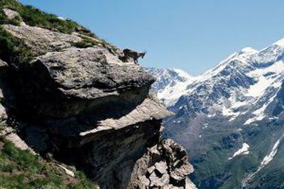 Un rebeco y un íbice en el parque nacional de Gran Paradiso, en el Valle de Aosta (Italia).