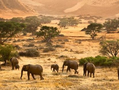 Elefantes africanos en la regi&oacute;n namibia de Damaraland. 