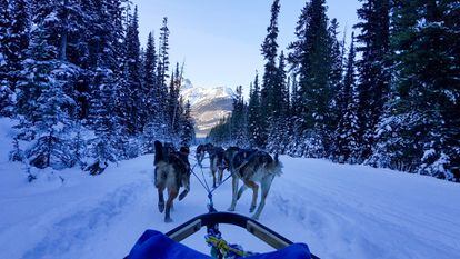 Excursión en trineo tirado por perros por las montañas y bosques de Alberta.