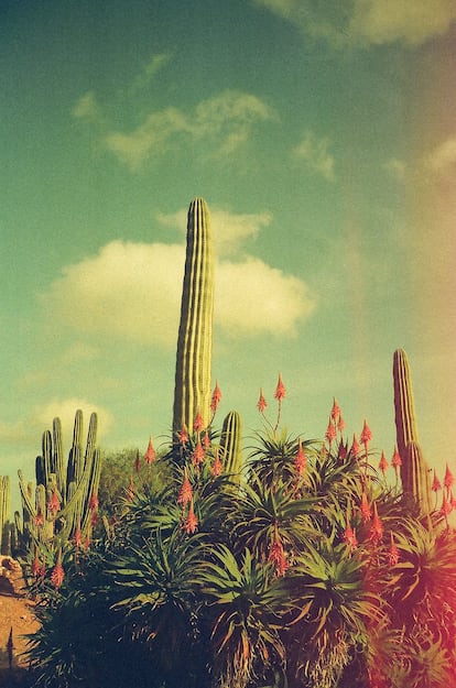 Cactus et aloès en fleurs à Majorque.