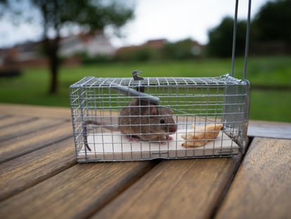 Estas trampas para ratones sin muerte permiten atraer a los roedores sin daños. GETTY IMAGES.