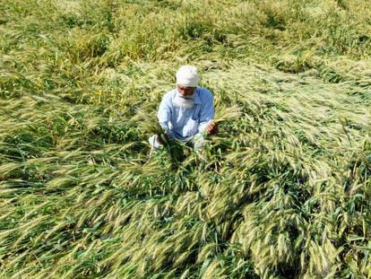 Un agricultor de cereales revisa su cosecha a las afueras de Amritsar (India) después de que el Gobierno indio decretase el confinamiento.