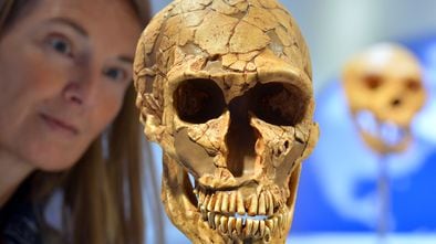 La educadora  Sabine Liener-Kraft observa el cráneo de un neandertal en el Arqueológico Museo Estatal de Chemnitz, Alemania.