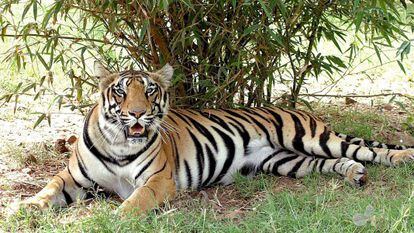 Un tigre descansa en Madhya Pradesh (India)