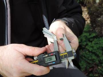 Un investigador toma la medida del tarso de un herrerillo ya adulto.