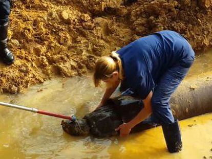 El animal fue encontrado en las cercanías de Hockley, en Texas (EE UU)