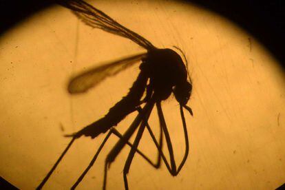 El mosquito Aedes aegypti que transmite el virus del zika.