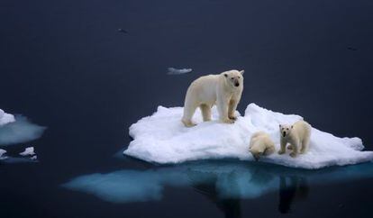 Una familia de osos polares atrapada en un iceberg por el deshielo. 
