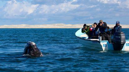 Un grupo de personas contempla una ballena en Baja California Sur.