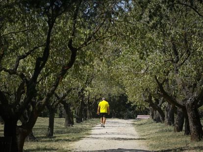 Un hombre pasea por un sendero entre los almendros de la Quinta de los Molinos. 