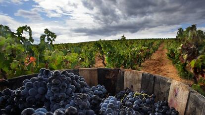 Vendimia en la Ruta del Vino de la Rioja Alta.