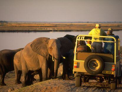 El país africano tiene la suerte de albergar algunos de los espectáculos del mundo animal más extraordinarios de la tierra: cuenta con más elefantes que en ningún otro lugar y es la tierra del delta del Okavango y del desierto del Kalahari, dos de los paisajes más típicamente africanos.