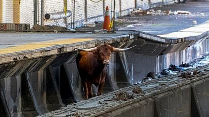 Un toro en las vías de la estación de tren Newark Penn en Nueva Jersey, el 14 de diciembre 2023.