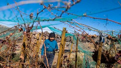 Cecilia Micaela Cruz Cruz camina entre el viñedo los Caracoles, el viñedo mas alto del Chile que se encuentra a 3.600 msnn.