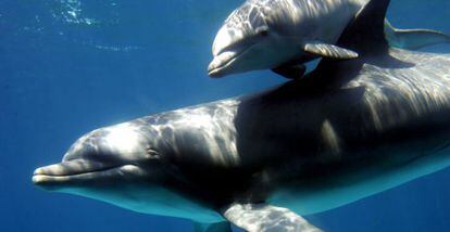 Delfines &#039;tursiops&#039; en el zoo de Barcelona 
