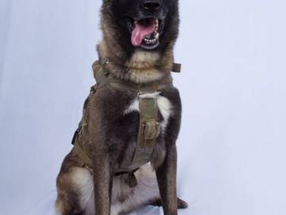 Foto del perro militar que participó en la captura de Abubaker al Bagdadi, compartida por el presidente Trump.
