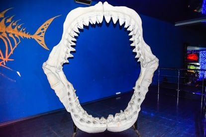 Reconstrucción de la mandíbula del megalodón. Los dientes en forma de sierra facilitaban la caza de animales ricos en grasas, como las ballenas. Los tiburones blancos se expandieron tras evolucionar desde una dentadura no serrada.