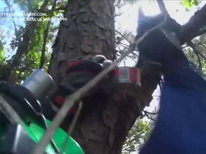 Un gato es rescatado después de pasar 11 días arriba de un árbol