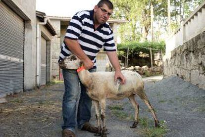 Juan Carlos Estévez, con una de las ovejas que sobrevivieron a los ataques en su explotación de Os Casares (Amoeiro).