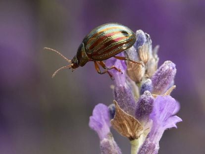 Una abeja en un campo de lavandas en Londres.
